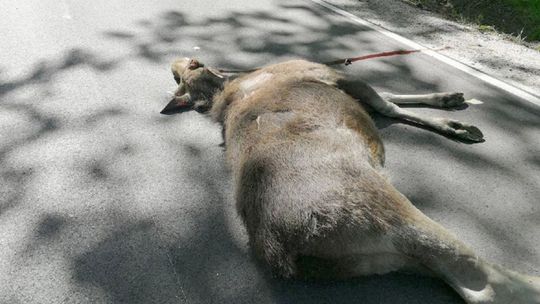 Uwaga na dzikie zwierzęta