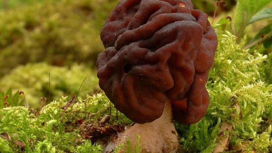 Uwaga! Śmiertelnie trujące grzyby na Śląskiej