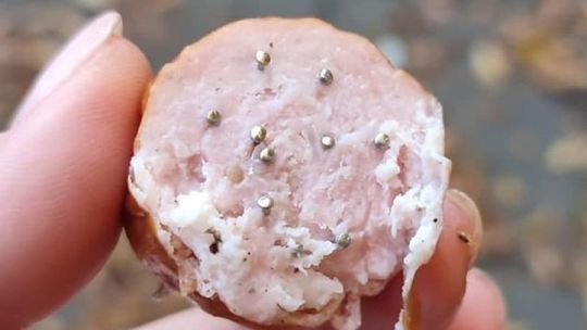 Uwaga właściciele czworonogów. Kiełbasa z gwoździami w parku