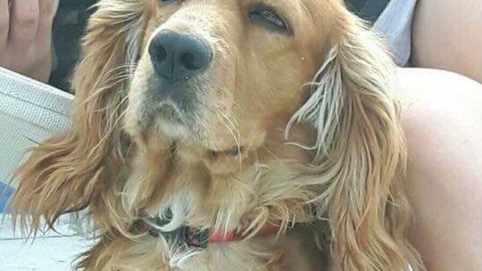 Uwaga! Zaginął pies!