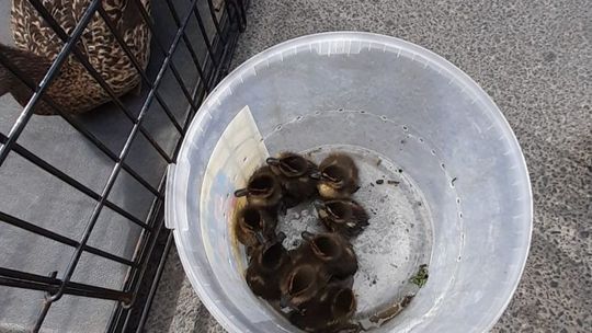 Uwięzione kaczuszki. Historia z happy endem