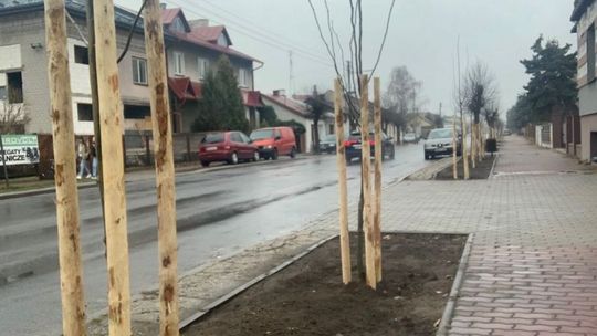 W Białobrzegach sadzą drzewa