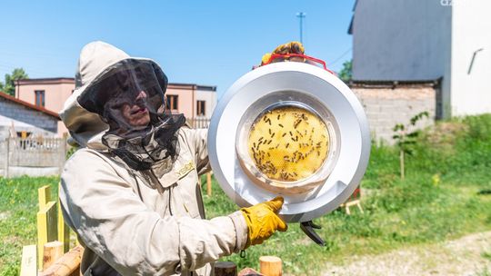 W Iłży powstała miejska pasieka