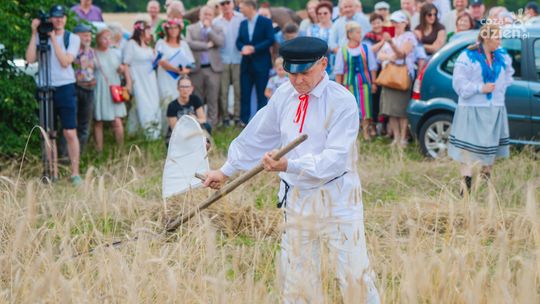 W Jastrzębi, jak w „Chłopach”. Żniwa czas zacząć!