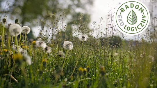 W mieście powstaną łąki kwietne