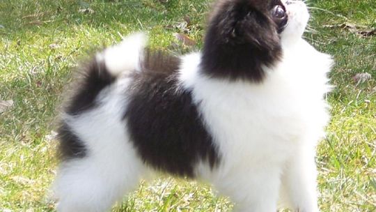 W niedzielę wystawa psów ozdobnych i do towarzystwa W niedzielę wystawa psów ozdobnych i do towarzystwa