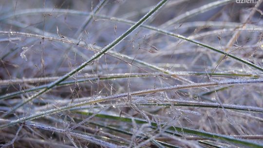 W nocy możliwe przymrozki