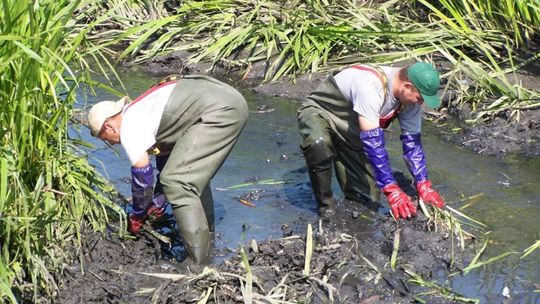 W Parku Gołębiów czyszczą wodne oczka