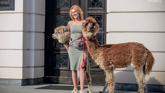 W sobotę spotkasz alpaki na ul. Żeromskiego
