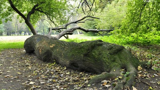 W Starym Ogrodzie wykarczują ponad 300 drzew