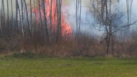 W tym roku już 95 pożarów lasów