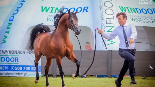 W weekend prestiżowa aukcja i czempionat koni arabskich