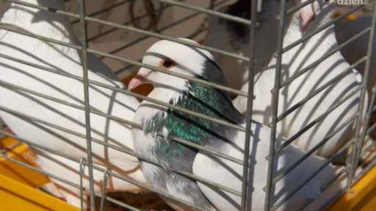 W weekend wystawa gołębi w Skaryszewie