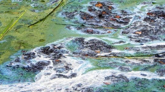 W Zalewie Siczki padają kaczki i ryby