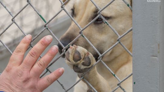 Wakacje. Znowu przybywa zwierząt w schronisku