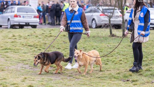 Walentynkowy spacer z czworonogami 