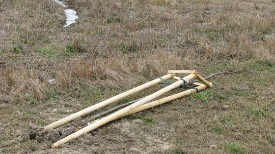 Wandale łamią drzewa, tym razem przy obwodnicy