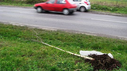 Wandale niszczą drzewka. Miasto traci tysiące złotych