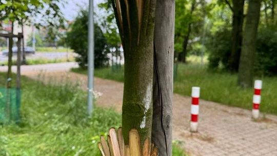 Wandale znowu atakują. Zniszczone młode drzewa