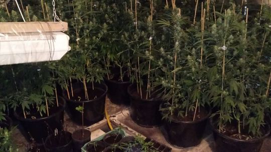 Warka. Plantacja marihuany zlikwidowana