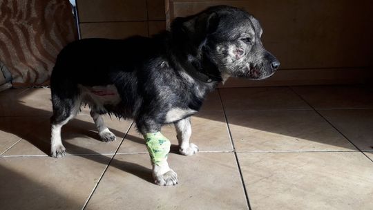 Warka. Policjantka uratowała rannego psa