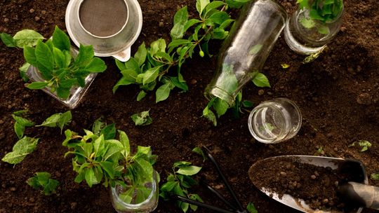 Warsztaty online z robienia lasu w słoiku – zapisz się już dziś!