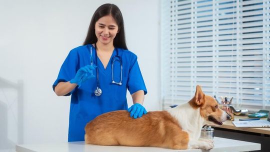 Weterynarz Dermatolog w Warszawie: Specjalistyczna Opieka dla Twojego Zwierzaka