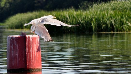 "Wiatr, woda i piosenka" - wystawa w Heliosie