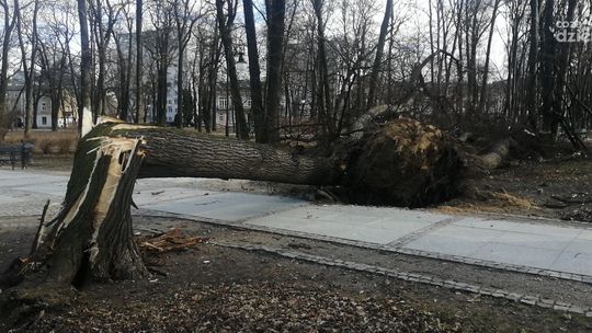 Wichury w Radomiu i regionie. Połamane drzewa, zerwane linie