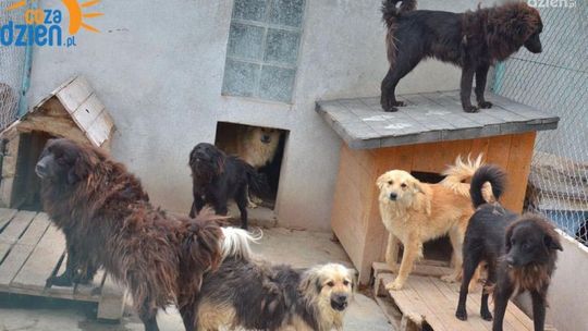 Wiemy już, kto zajmie się radomskim schroniskiem!