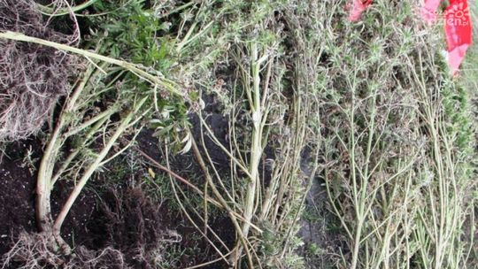WIERZBICA. Plantacja konopi zlikwidowana