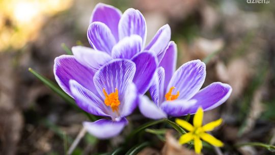 „Wiosna radosna”. Stwórz pracę na konkurs