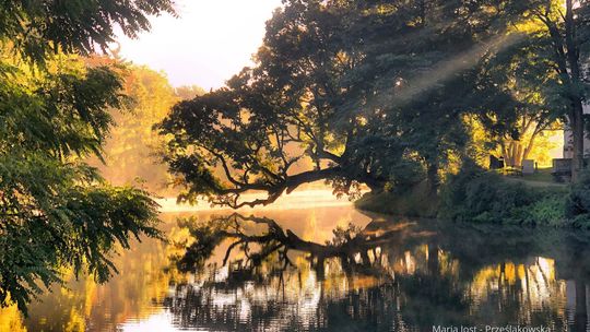 Krzywe drzewo w Szydłowcu