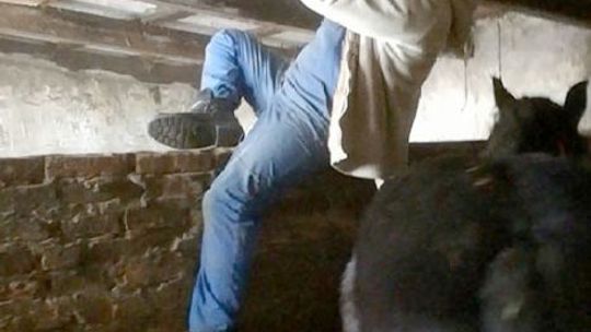 Włamanie do sąsiada i gryzący koń