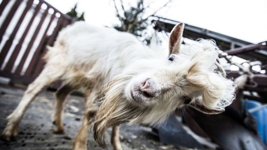 Właściciel kozy poszukiwany