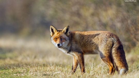 Wojewoda rozszerza obszar zagrożenia wścieklizną o powiat radomski i kozienicki