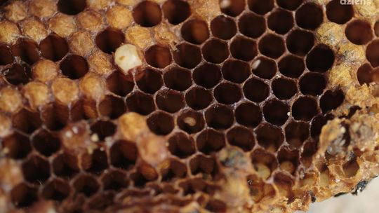 Wosk pszczeli - naturalny cud natury