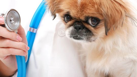 Wścieklizna ciągle groźna