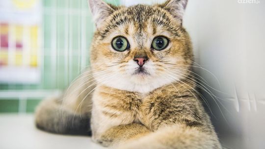 Wścieklizna szaleje. Wojewoda nakłada obowiązek szczepienia kotów