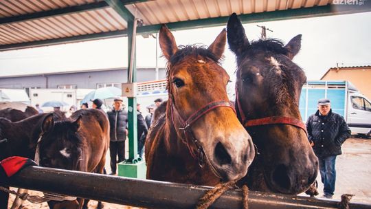 Wścieklizna w regionie. "WSTĘPY" w marcu odwołane