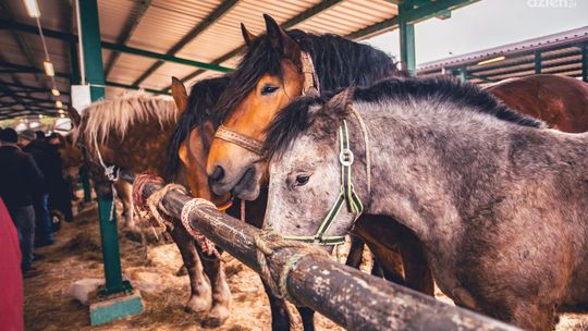 Wstępy, czyli Jarmark Koński w Skaryszewie. Początek w poniedziałek. Co w programie? 