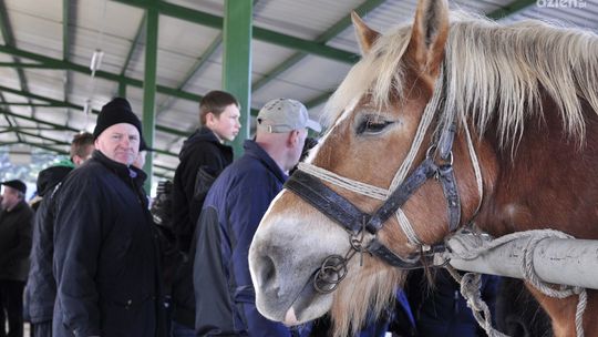 Wstępy - lepiej niż w poprzednich latach?