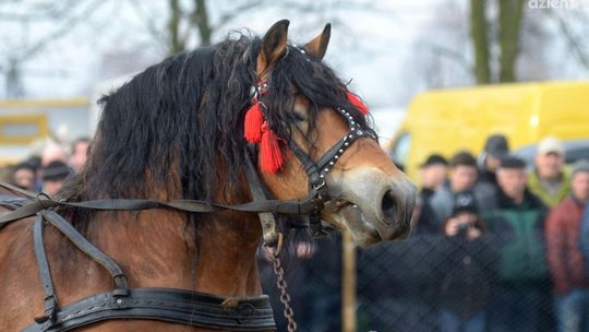 Wstępy w Skaryszewie