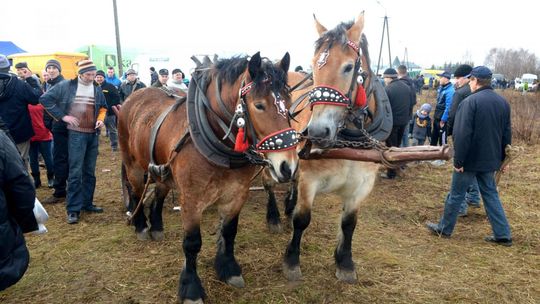 Wstępy w Skaryszewie w poniedziałek