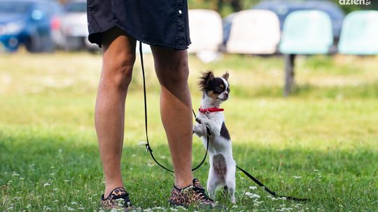 Wszystkie psy na spacer, czyli spacer socjalizacyjny na Borkach Wszystkie psy na spacer, czyli spacer socjalizacyjny na Borkach