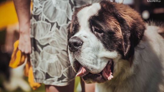 Wybieg dla psów jest czynny