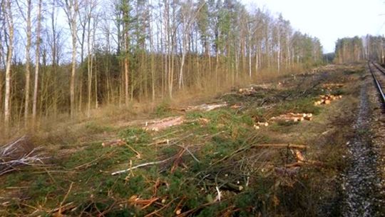 Wycinają drzewa przy kolejowej 8