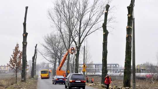 Wycinają drzewa przy ul. Energetyków -prawie sto topól!