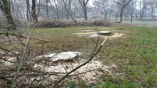Wycinka części drzew w parkach wstrzymana