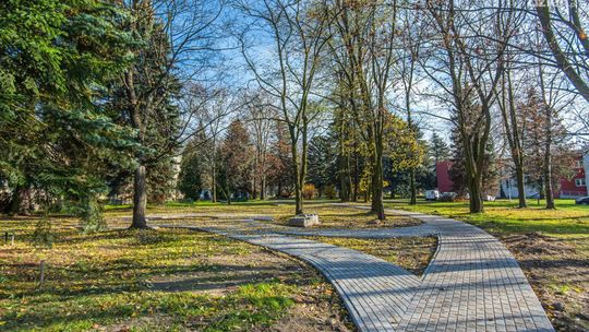 Wycinka drzew przy szpitalu wraca na wokandę